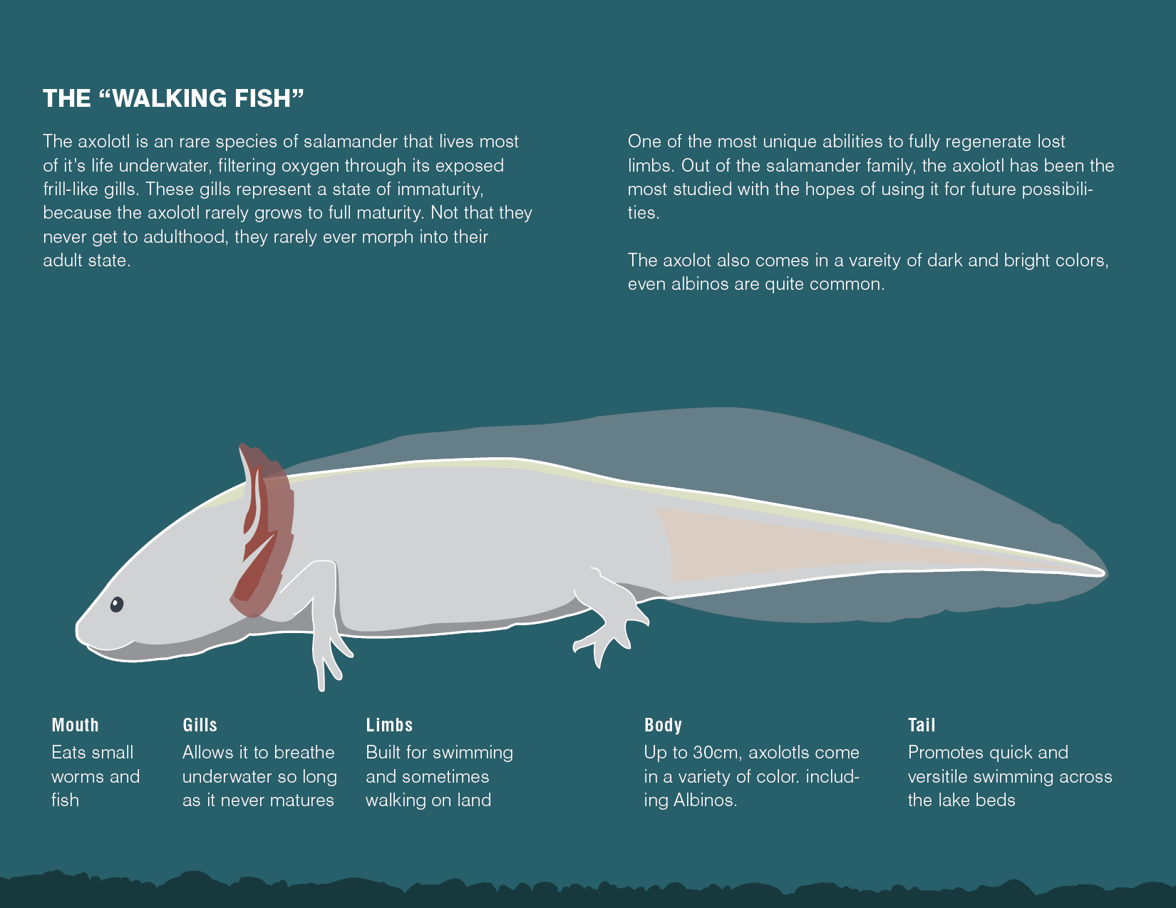 Axolotl 3